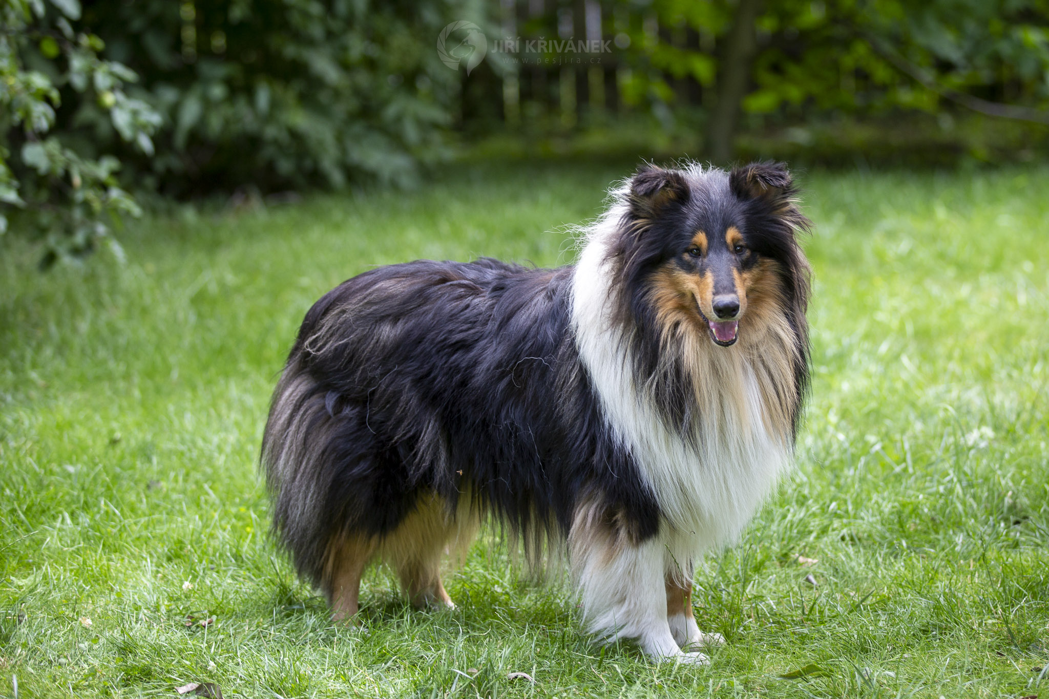 Ekko Black z Dančí louky